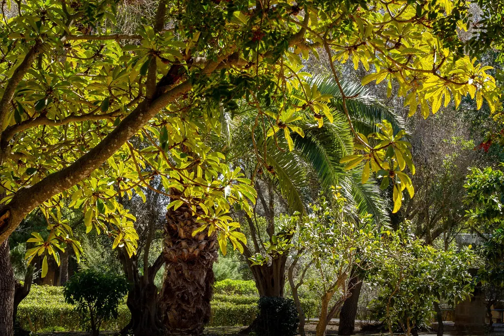 Trees in the San Anton Gardens, Attard